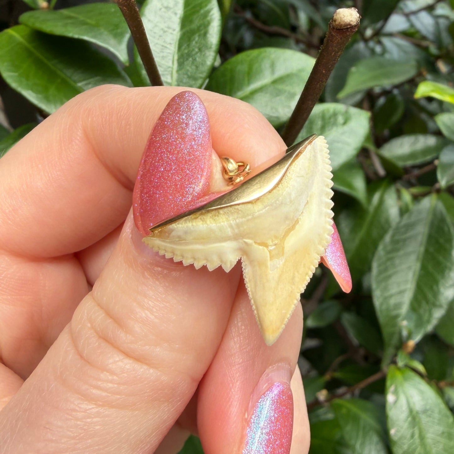 18K Old Vintage yellow gold real Shark tooth pendant