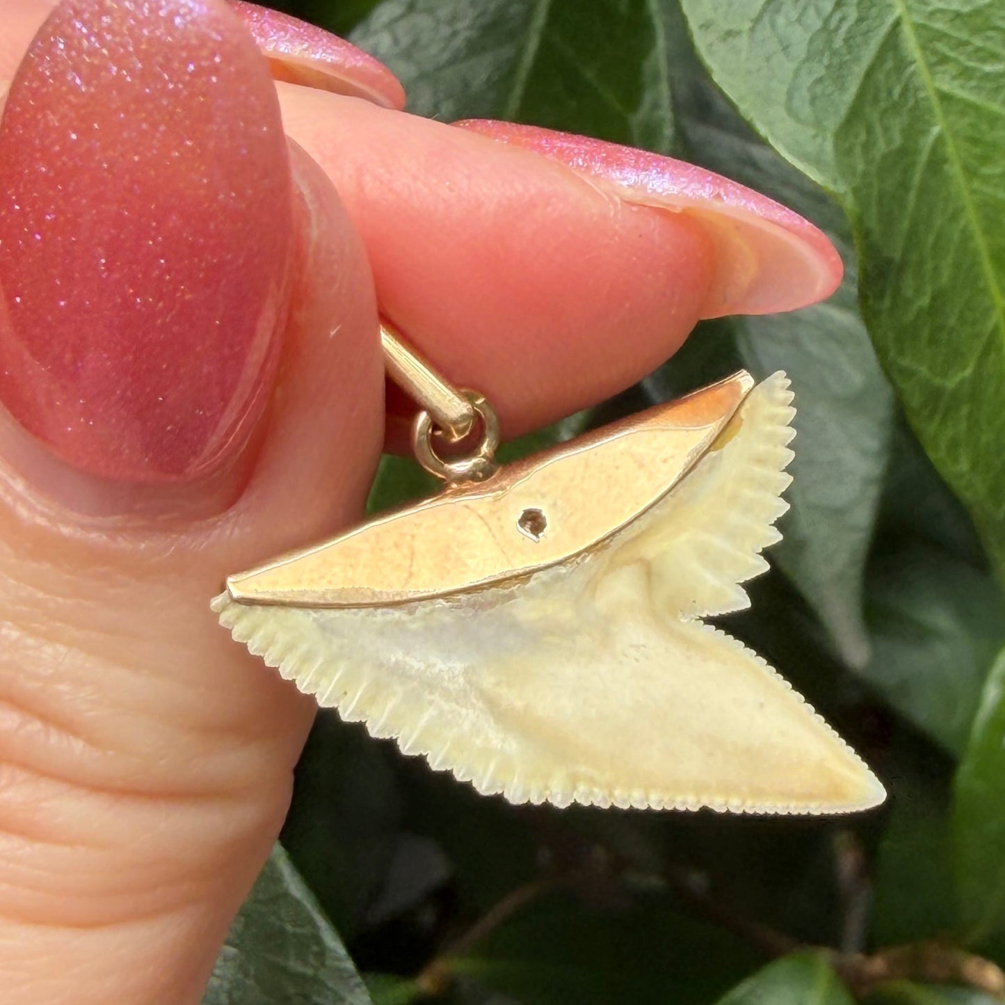 18K Old Vintage yellow gold real Shark tooth pendant