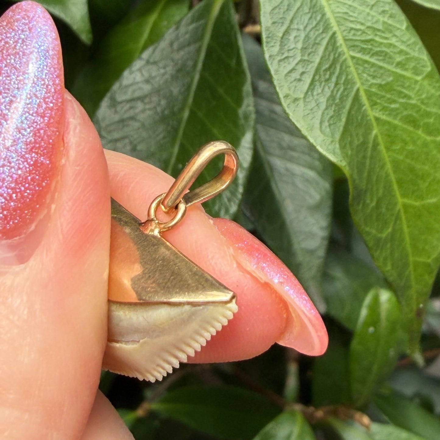 18K Old Vintage yellow gold real Shark tooth pendant